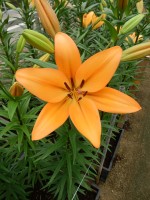 [5085 Indian Diamond No02.JPG]